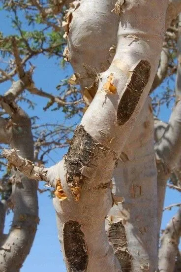 لحاء البوسويليا الفاتح المتقشّر