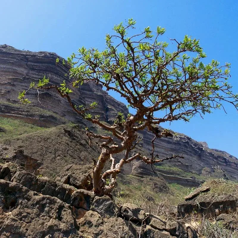 شجرة بوسويليا تنمو على منحدر من الحجر الجيري